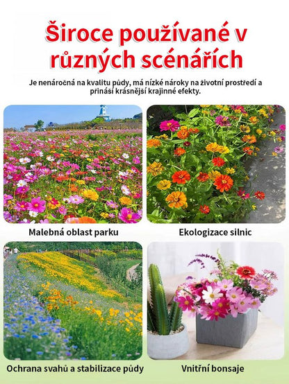 【Kvetení ve čtyřech ročních obdobích】Semena květinové mořské kombinace